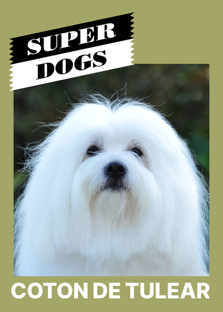 super-puper-vote-img