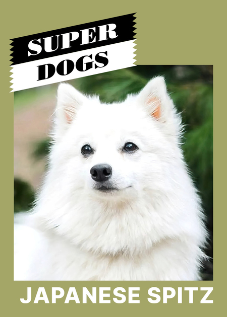 super-puper-vote-img