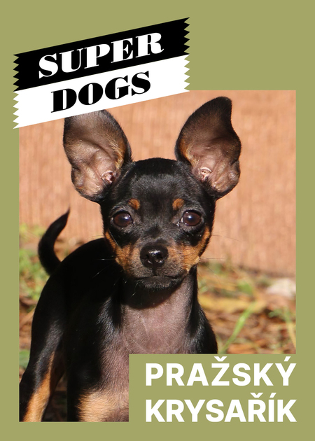 super-puper-vote-img