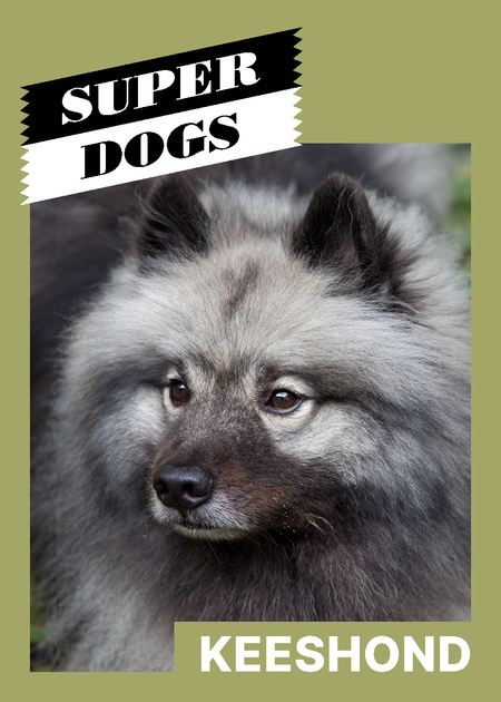 super-puper-vote-img