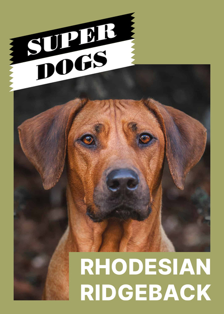 super-puper-vote-img