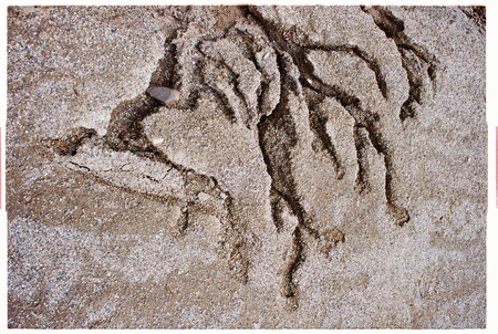 super-puper-vote-img