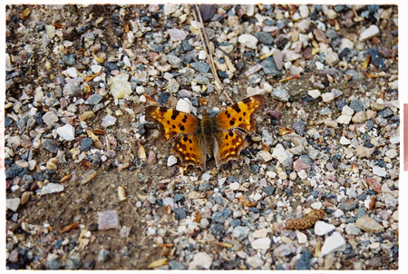 super-puper-vote-img