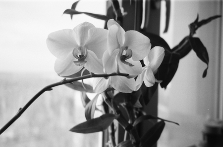 super-puper-vote-img