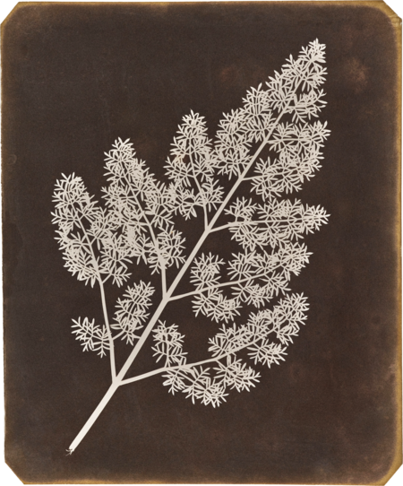 super-puper-vote-img