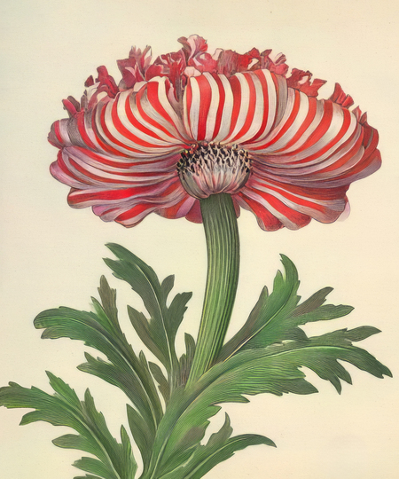 super-puper-vote-img