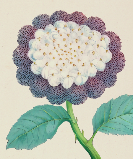 super-puper-vote-img