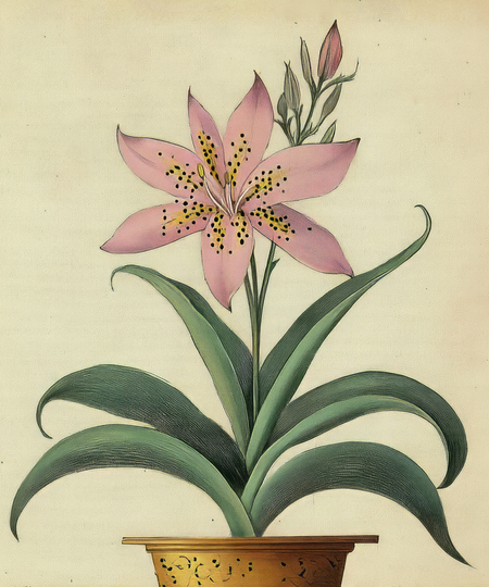 super-puper-vote-img