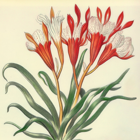 super-puper-vote-img