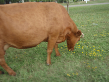 big