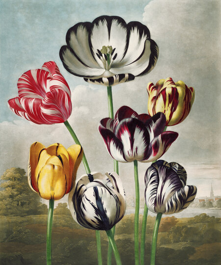 super-puper-vote-img