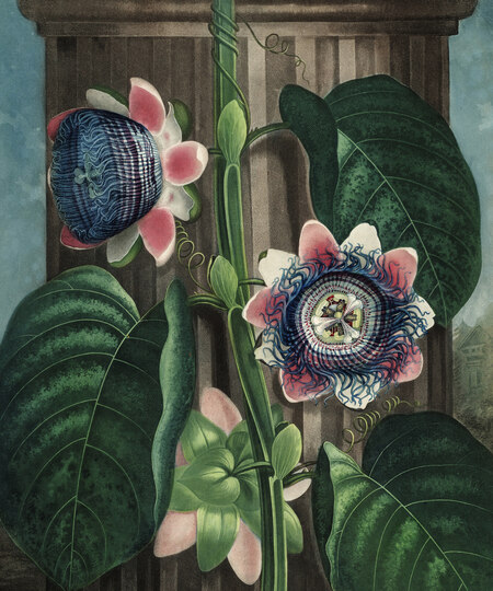 super-puper-vote-img