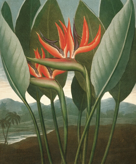 super-puper-vote-img