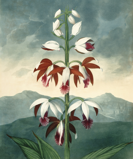 super-puper-vote-img