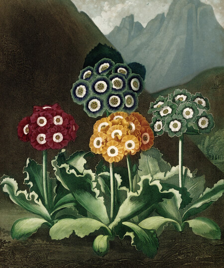 super-puper-vote-img