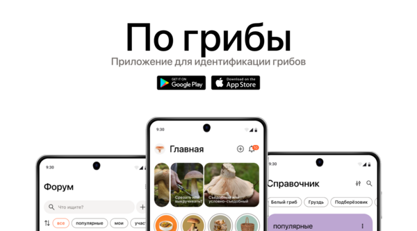 По грибы