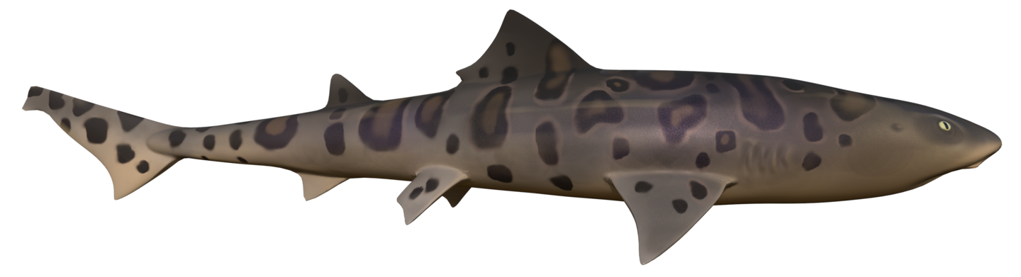 big