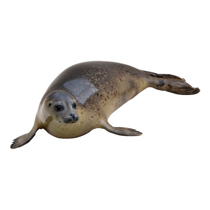 big