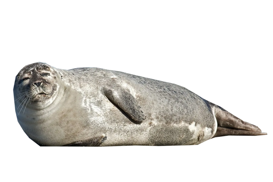 big