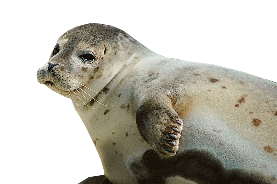 big