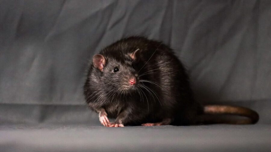 big