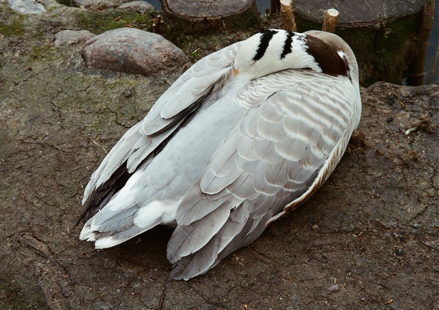 big