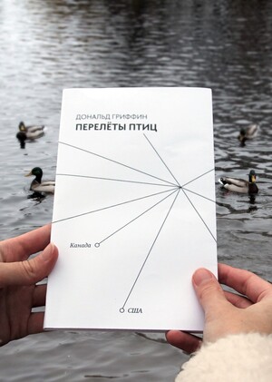 перелёты птиц