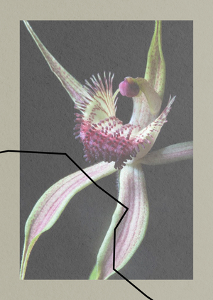 Аутентичный парфюмерный бренд DOUDOU