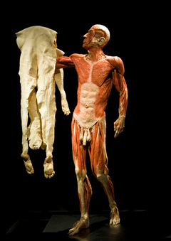 Мир тела: анатомичка в музее