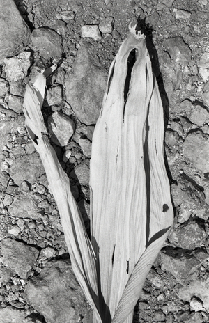 в городе Туманян