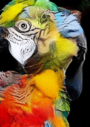 Даниэль Бирнбаум