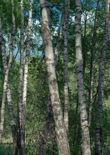 Покровское-Стрешнево