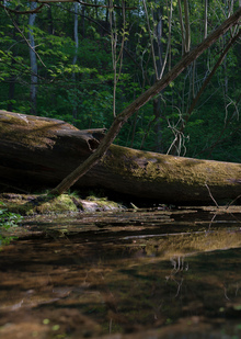 Фили-Кунцевский лесопарк