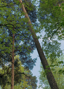 Тимирязевский парк