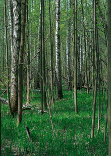 Лосиный остров