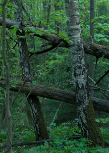 Битцевский лесопарк