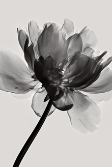 The Last Petal