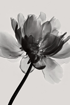 The Last Petal