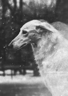 House of&nbsp;Borzoi