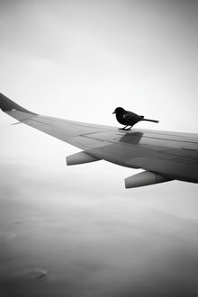 Столкновения птиц с&nbsp;самолётами