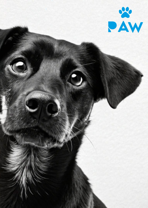 Центр дрессировки собак PA