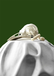 Bare Bones