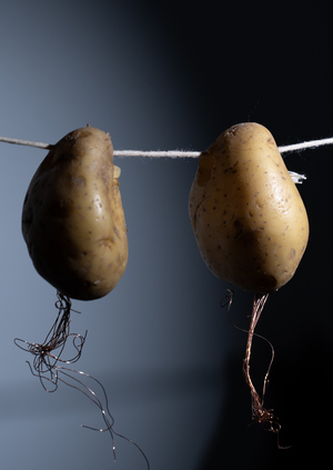 Rooted in the future