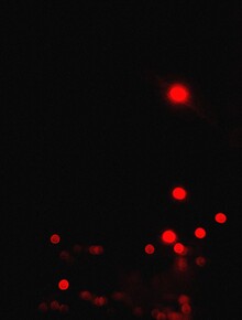 Red Light in&nbsp;the Smoke