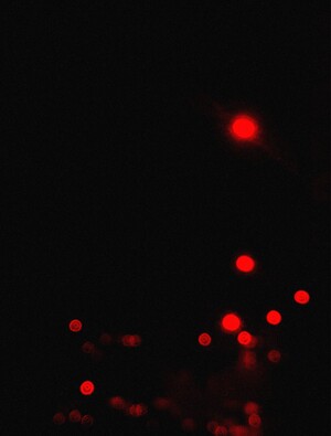 Red Light in the Smoke