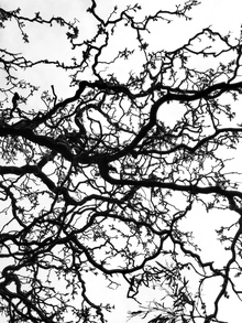 Особый проект