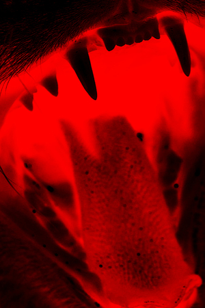 PunkFormation. Плакаты