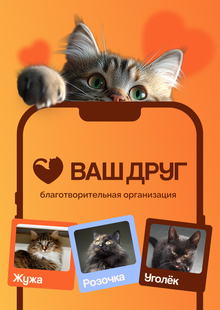 Ваш Друг | ребрендинг и&nbsp;продвижение благотворительной организации