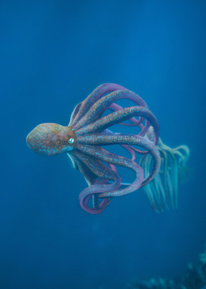 Squids | Vellum 