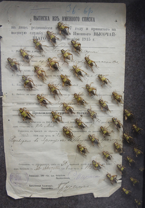 проект Инсектицид